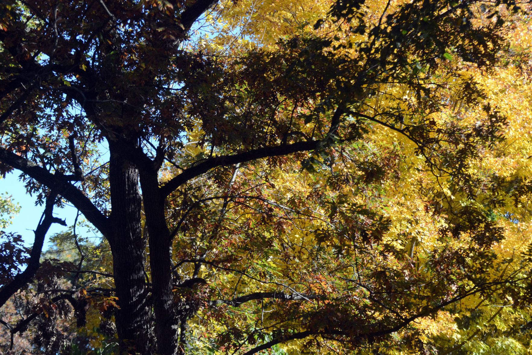 Baraboo area fall color, Oct. 8, 2020